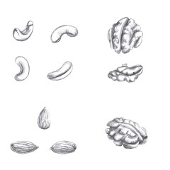 Set of nuts in pencil. Isolated illustration in realistic style on the theme of food for designing menus of cafes and restaurants, gastronomic magazines.
