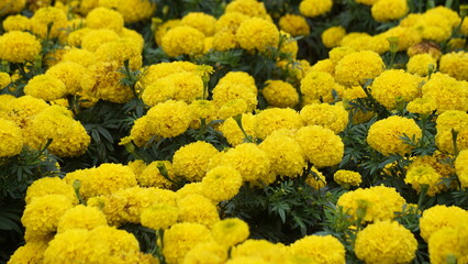 Tagetes erecta (Cocok botol, Tahi kotok, cocok botol, african marigold, Tagetes erecta, the Aztec marigold, Mexican marigold, big marigold, cempaxochitl, cempasuchil) flower