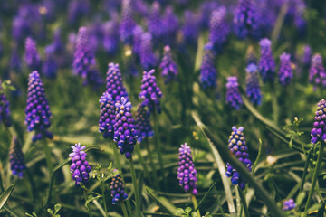 Beautiful purple muscari flowers in full bloom, close-up view. Floral springtime texture for background.