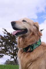 can, cachorro, animal dom&eacute;stico, canino, lomito. Raza: linaje, variedad, tipo, ascendencia, estirpe. Paseo: caminata, recorrido, vuelta, salida, itinerario, paseo recreativo. Salida: escapada, excursi