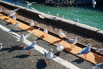駅のホームに集まるユリカモメたち