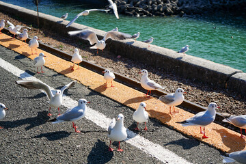 駅のホームに集まるユリカモメたち