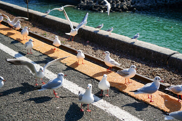 静岡県の浜名湖の横の線路の上を飛び交うカモメ達