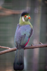 A white-cheeked  turaco perched on a branch in a wildlife sanctuary.