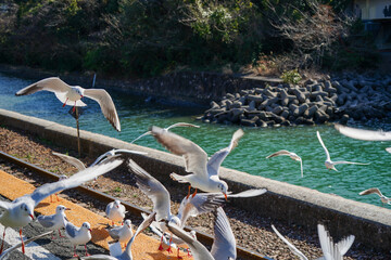 静岡県の浜名湖の横の線路の上を飛び交うカモメ達