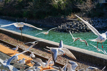 静岡県の浜名湖の横の線路の上を飛び交うカモメ達