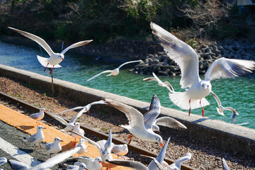 静岡県の浜名湖の横の線路の上を飛び交うカモメ達