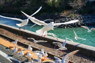 静岡県の浜名湖の横の線路の上を飛び交うカモメ達