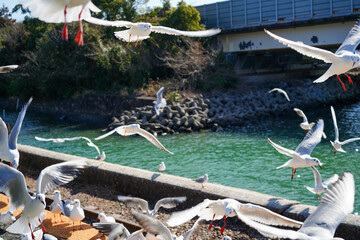 静岡県の浜名湖の横の線路の上を飛び交うカモメ達