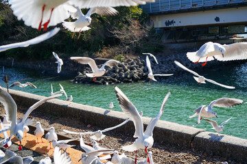 静岡県の浜名湖の横の線路の上を飛び交うカモメ達
