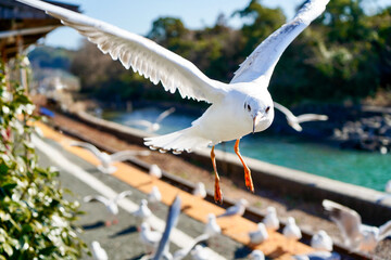 静岡県の浜名湖の横の線路の上を飛び交うカモメ達