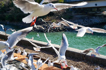 静岡県の浜名湖の横の線路の上を飛び交うカモメ達