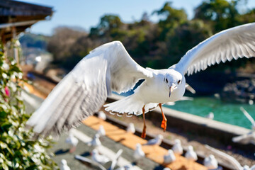 静岡県の浜名湖の横の線路の上を飛び交うカモメ達