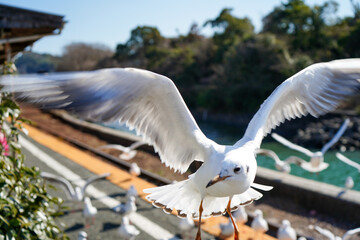 静岡県の浜名湖の横の線路の上を飛び交うカモメ達
