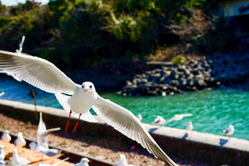 静岡県の浜名湖の横の線路の上を飛び交うカモメ達