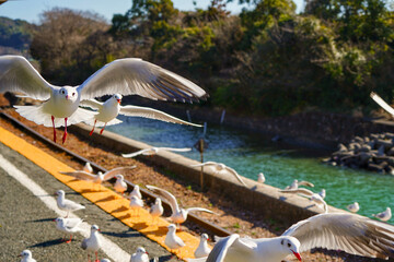 静岡県の浜名湖の横の線路の上を飛び交うカモメ達