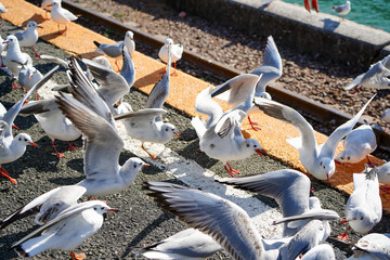 駅のホームに集まって餌をもらうユリカモメ達