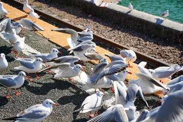 駅のホームに集まって餌をもらうユリカモメ達
