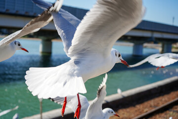 静岡県の浜名湖の横の線路の上を飛び交うカモメ達