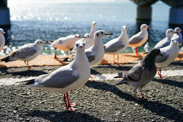 駅のホームで餌を待っているユリカモメ達