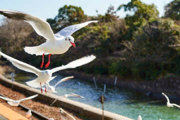 静岡県の浜名湖の横の線路の上を飛び交うカモメ達