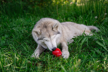 White-gray-beige husky dog with multi-colored eyes similar to a wolf lies on green grass and holds and licks a red rubber dog toy Kong with both paws © smilewalli