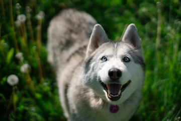 A white, gray and beige husky dog with multi-colored eyes, similar to a wolf, stays in a clearing with dandelions and looks at the camera