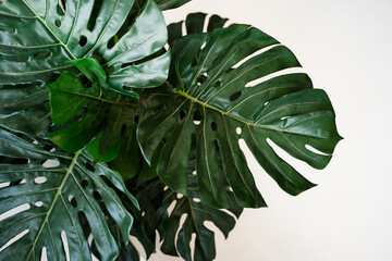 monstera leaves on white background