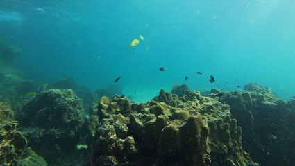 under water photo of free tailand fish