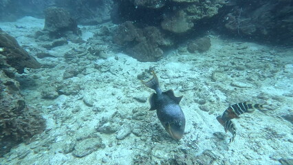 under water photo of free tailand fish