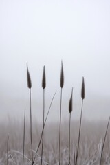 Obraz premium Elegant winter wildlife silhouettes grace a foggy morning landscape with rare species