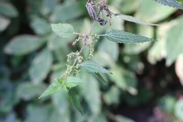 Stinging nettle closeup. Nettle branch with leaves on blurry background.