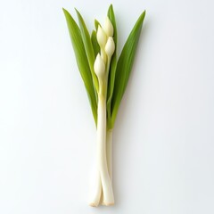 Obraz premium Fresh Green Onions Root Vegetable food isolated ta transparent background