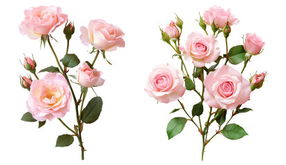 Obraz premium Set of blooming pink roses with green leaves, isolated on transparent background