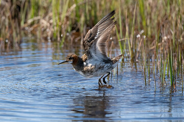 Fototapeta premium Phalarope à bec étroit prenant son envol dans une zone humide en Islande