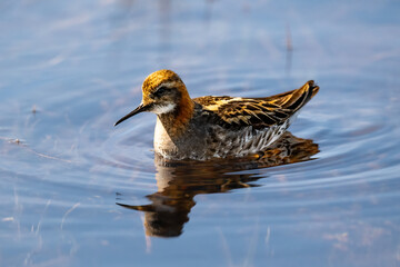 Phalarope à bec étroit nageant paisiblement dans une mare en Islande