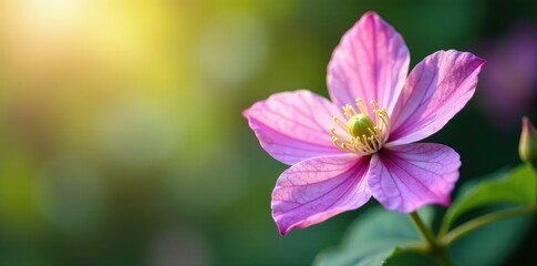 Petals of the clematis flower gently swaying in soft breeze, elegant, delicate petals