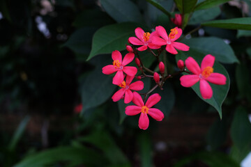 Jatropha integerrima or peregrina or spicy jatropha is a species of flowering plant in the family Euphorbiaceae, native to Cuba and Hispaniola. Selective focus.