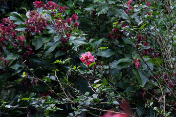 red hibiscus flower