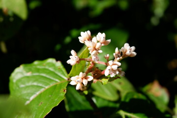 white wild flowers