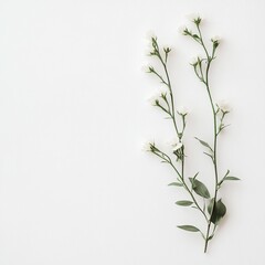 Fototapeta premium Minimalist white flowers on white background.
