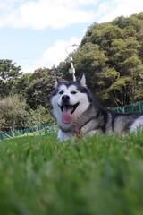 can, cachorro, animal doméstico, canino, lomito. Raza: linaje, variedad, tipo, ascendencia, estirpe. Paseo: caminata, recorrido, vuelta, salida, itinerario, paseo recreativo. Salida: escapada, excursi