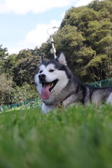 can, cachorro, animal doméstico, canino, lomito. Raza: linaje, variedad, tipo, ascendencia, estirpe. Paseo: caminata, recorrido, vuelta, salida, itinerario, paseo recreativo. Salida: escapada, excursi