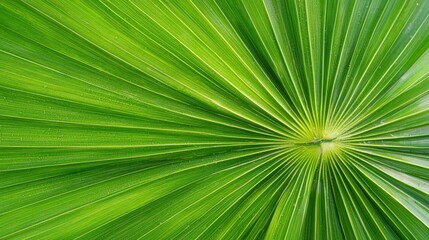 Obraz premium A zoomed-in view of intricate patterns on palm leaves.