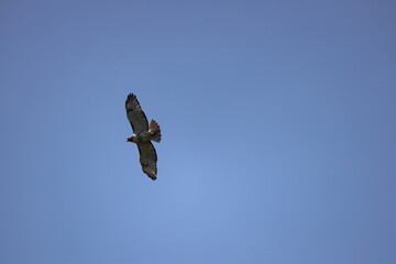 hawk in flight