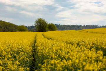 Weites Rapsfeld in voller Blüte unter bewölktem Himmel, erstreckt sich bis zum Horizont, mit einem Wald im Hintergrund