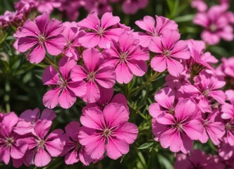 A vibrant cluster of pink flowers blooming in the summer sun, showcasing delicate petals and vibrant color