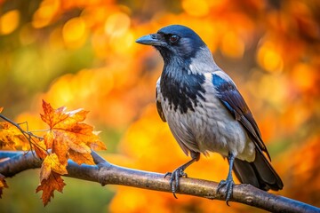 Naklejka premium Hooded Crow Bird in Slow Motion, Panoramic Tree Perch