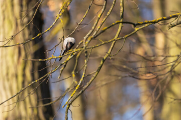 Long-tailed tit - Aegithalos caudatus sitting on a branch in the tree crown. Blue sky