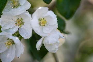 blossoming apple tree in a spring garden. White flowers of apple tree on the tree, background.